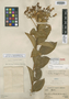 Cantua longifolia image