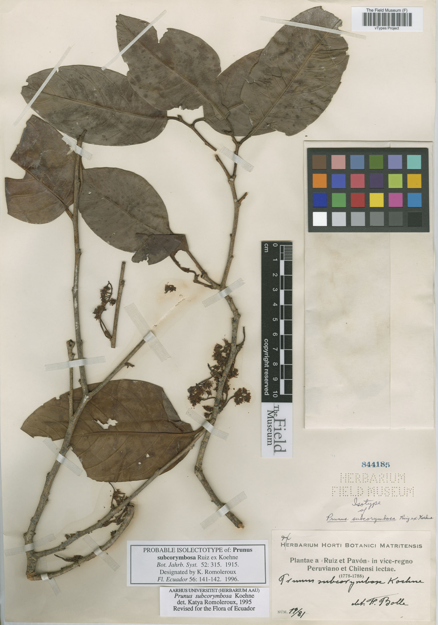Prunus subcorymbosa image
