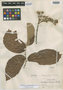Lueheopsis julianii image
