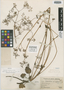 Valeriana renifolia image
