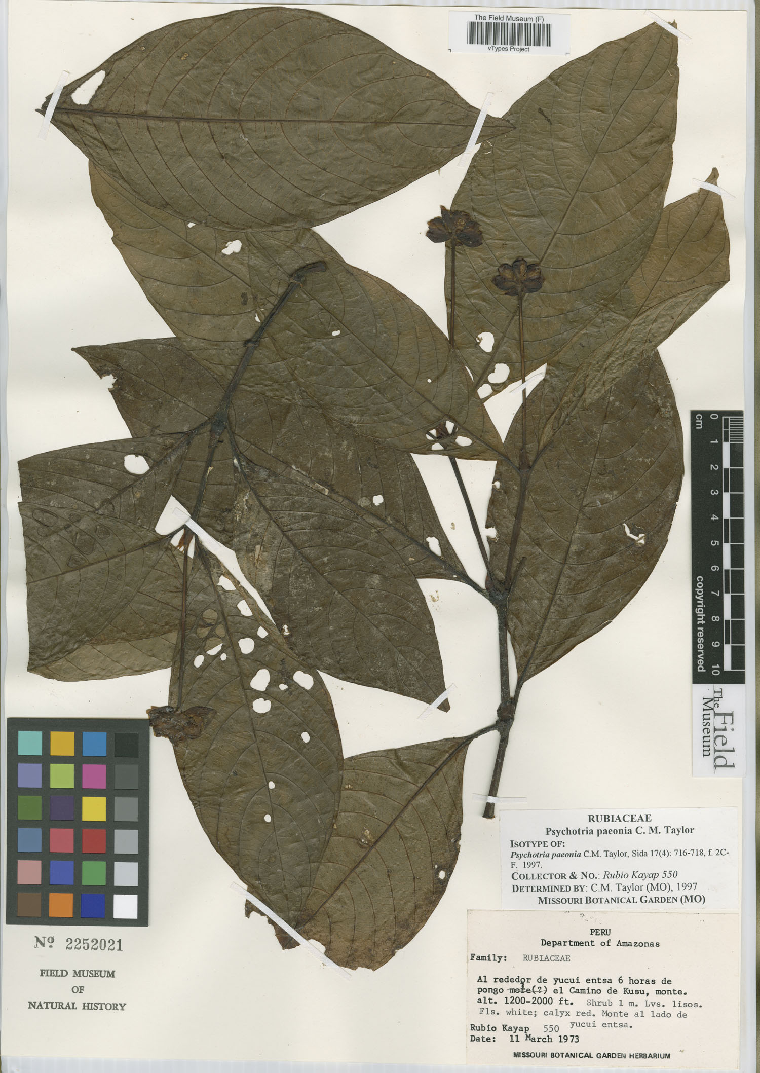 Psychotria paeonia image