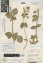 Calceolaria rugulosa image