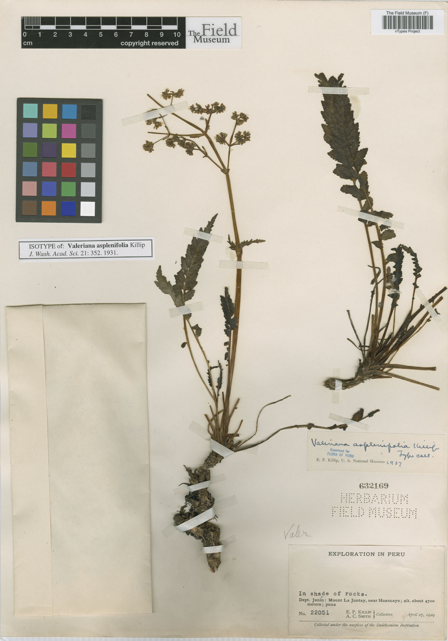 Valeriana asplenifolia image