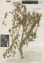 Calceolaria conocarpa image