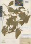 Calceolaria cordifolia image