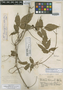 Paullinia tenuifolia image