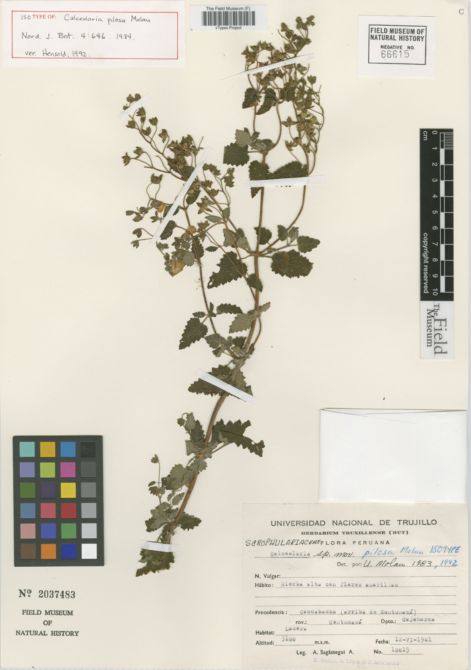 Calceolaria pilosa image