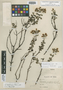 Calceolaria rotundifolia image