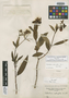 Calceolaria salicifolia image