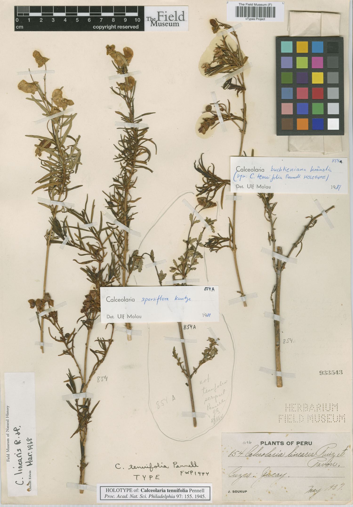 Calceolaria tenuifolia image