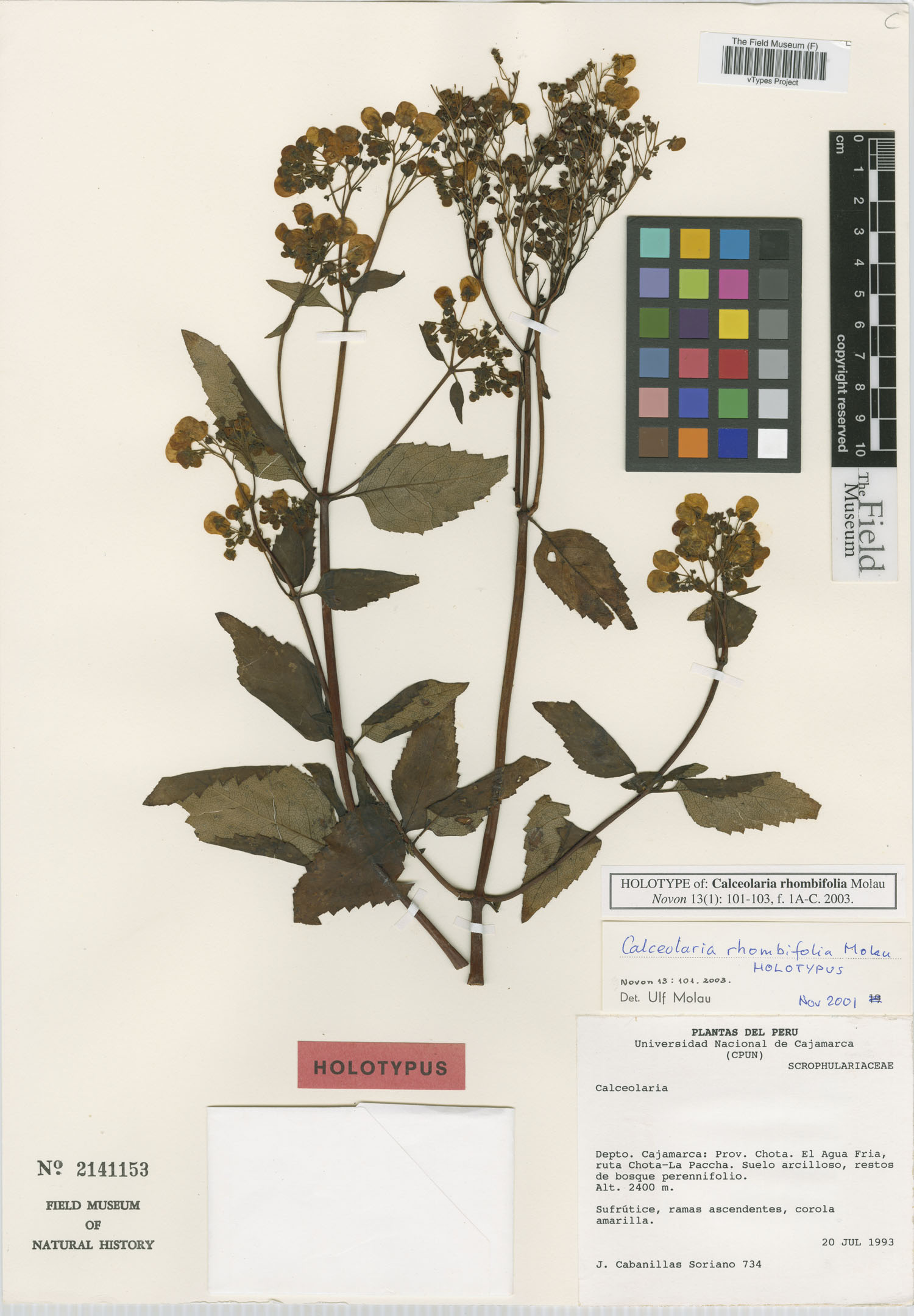 Calceolaria rhombifolia image