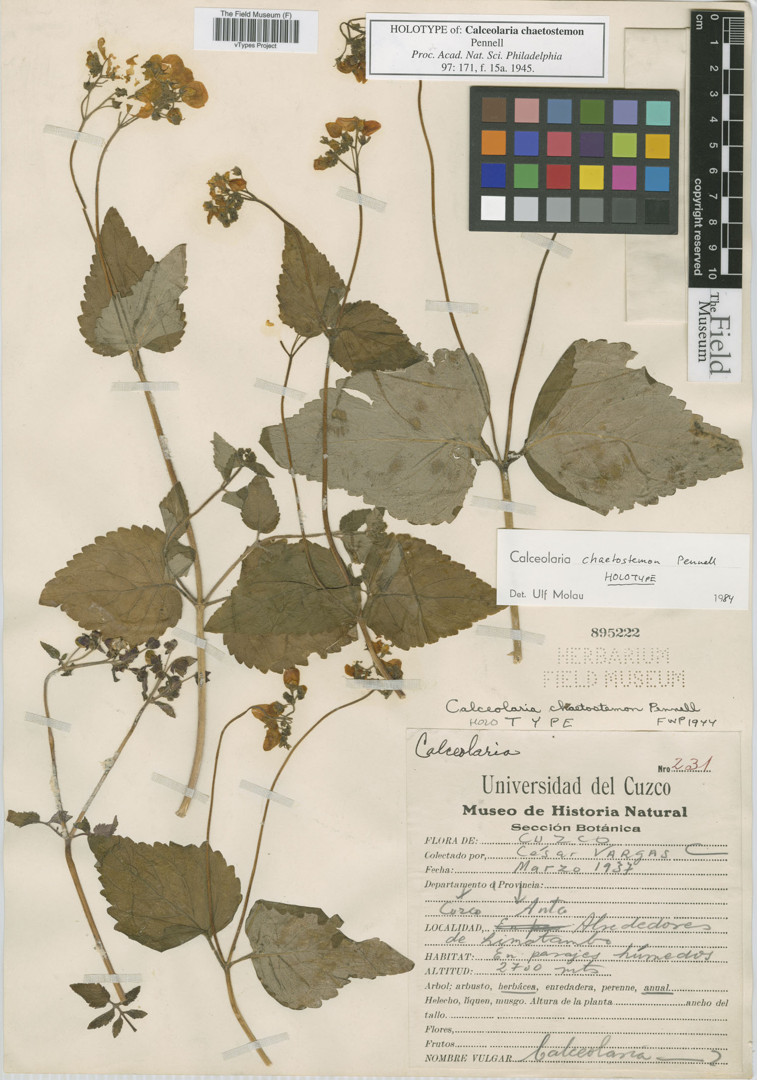 Calceolaria chaetostemon image