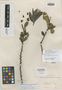 Cervantesia bicolor image