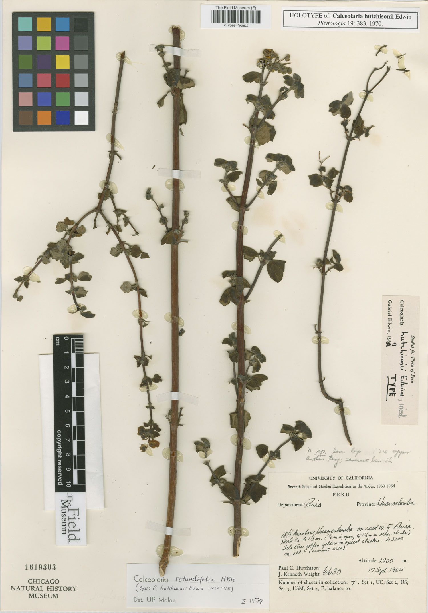 Calceolaria hutchisonii image