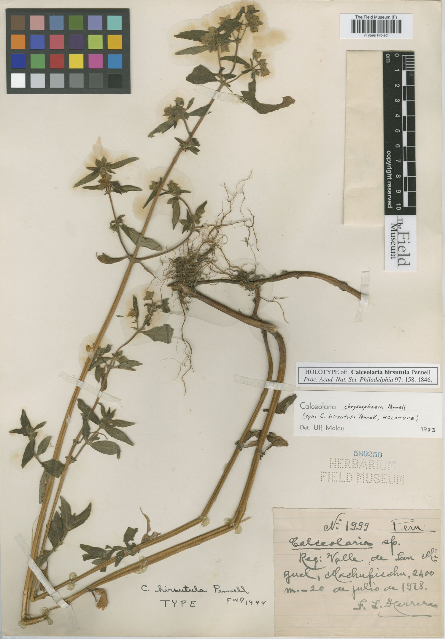 Calceolaria hirsutula image
