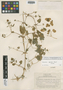 Calceolaria leptantha image