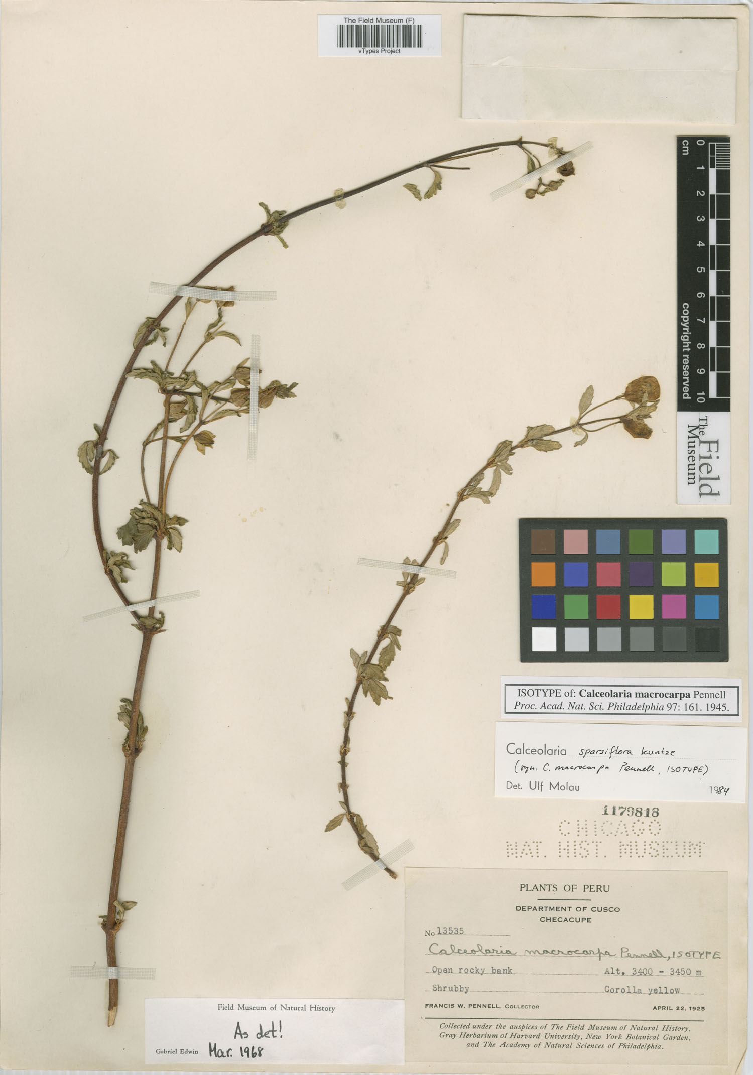 Calceolaria macrocarpa image