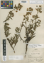 Calceolaria ludens image