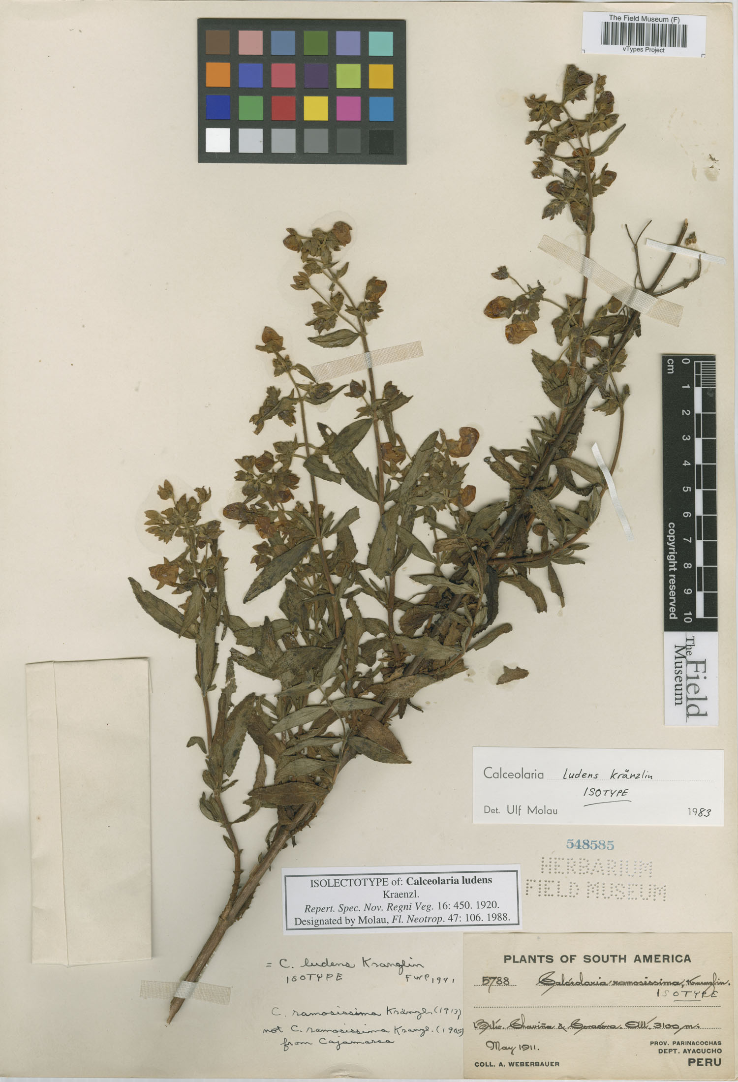 Calceolaria ludens image
