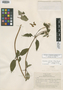 Calceolaria crenulata image