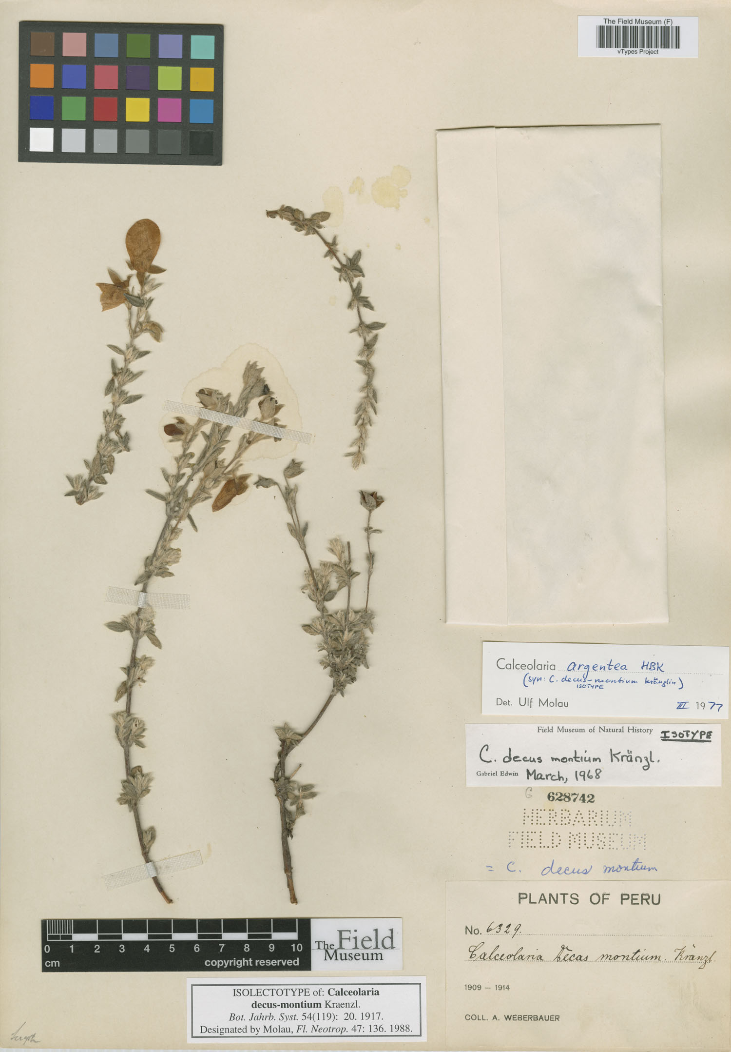 Calceolaria decus-montium image