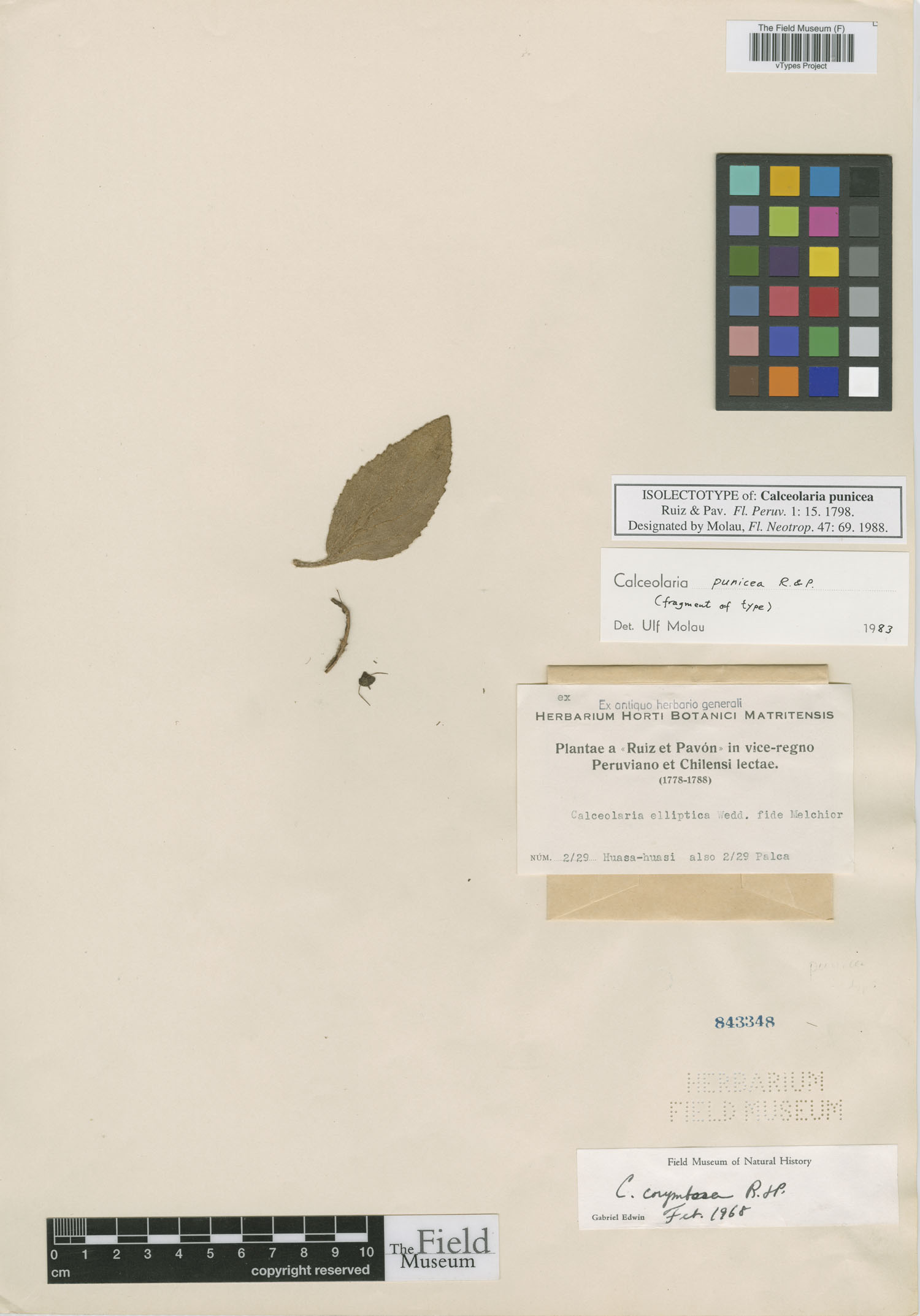 Calceolaria punicea image