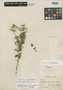 Calceolaria rhizomatosa image