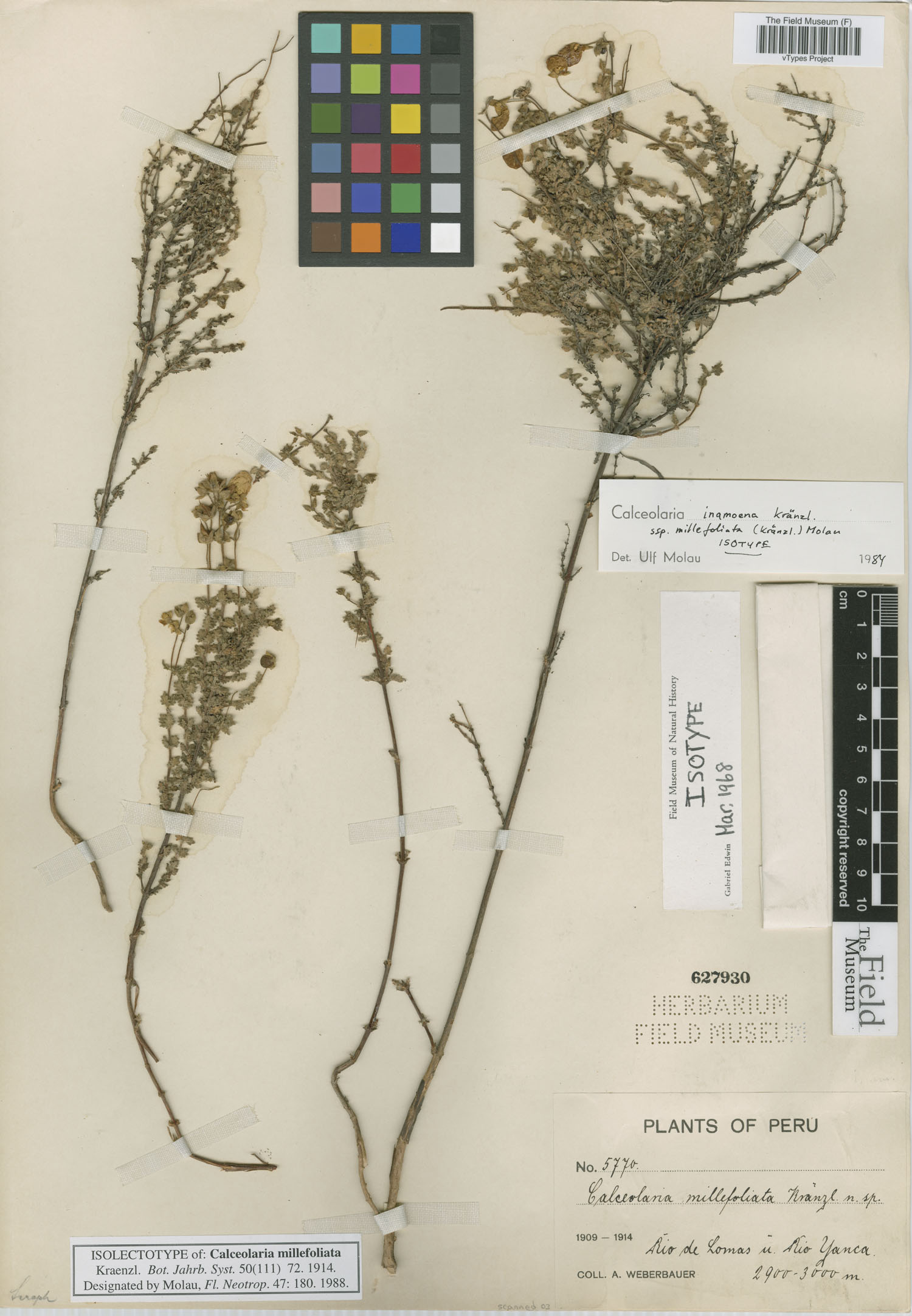 Calceolaria millefoliata image