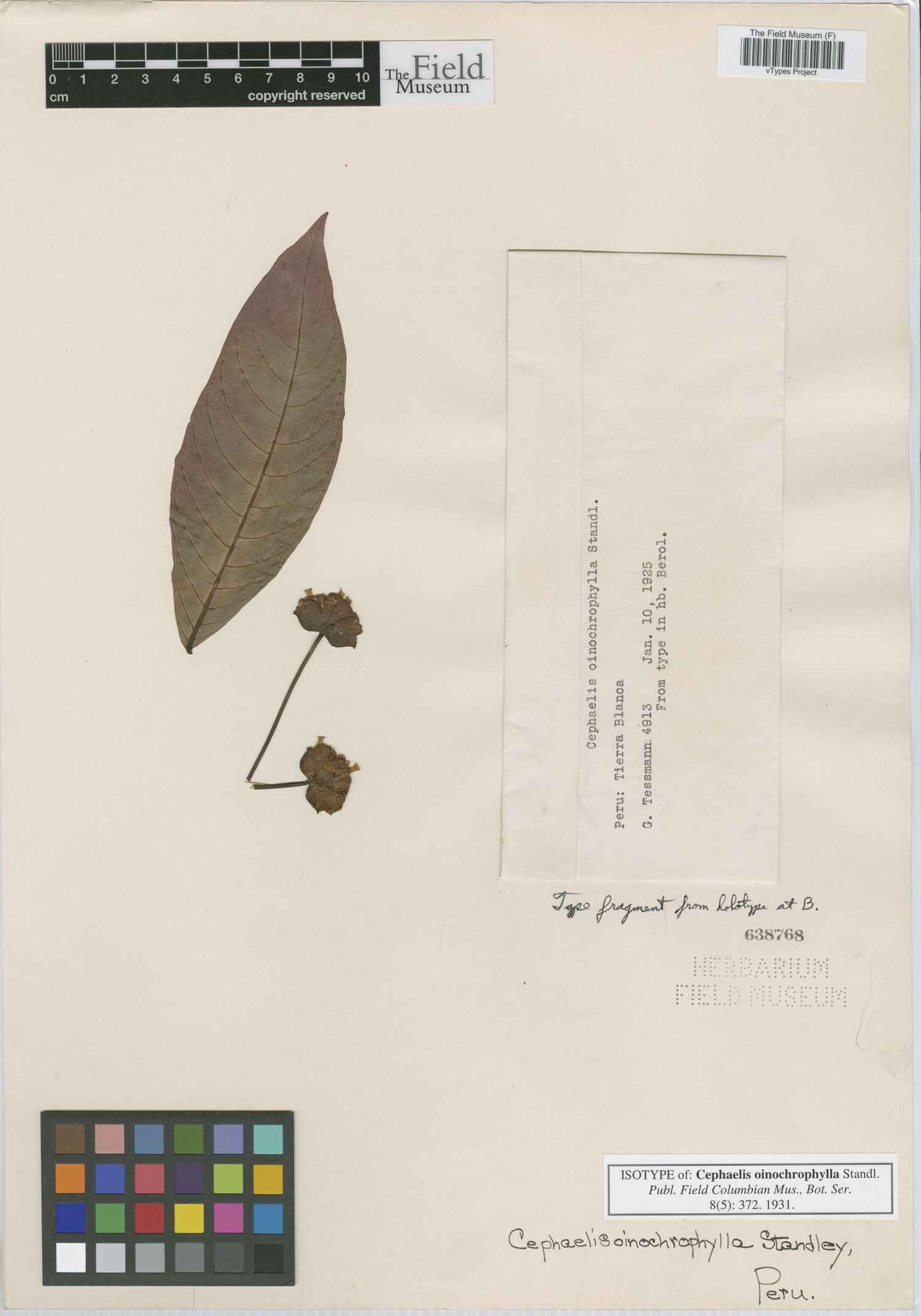 Cephaelis oinochrophylla image