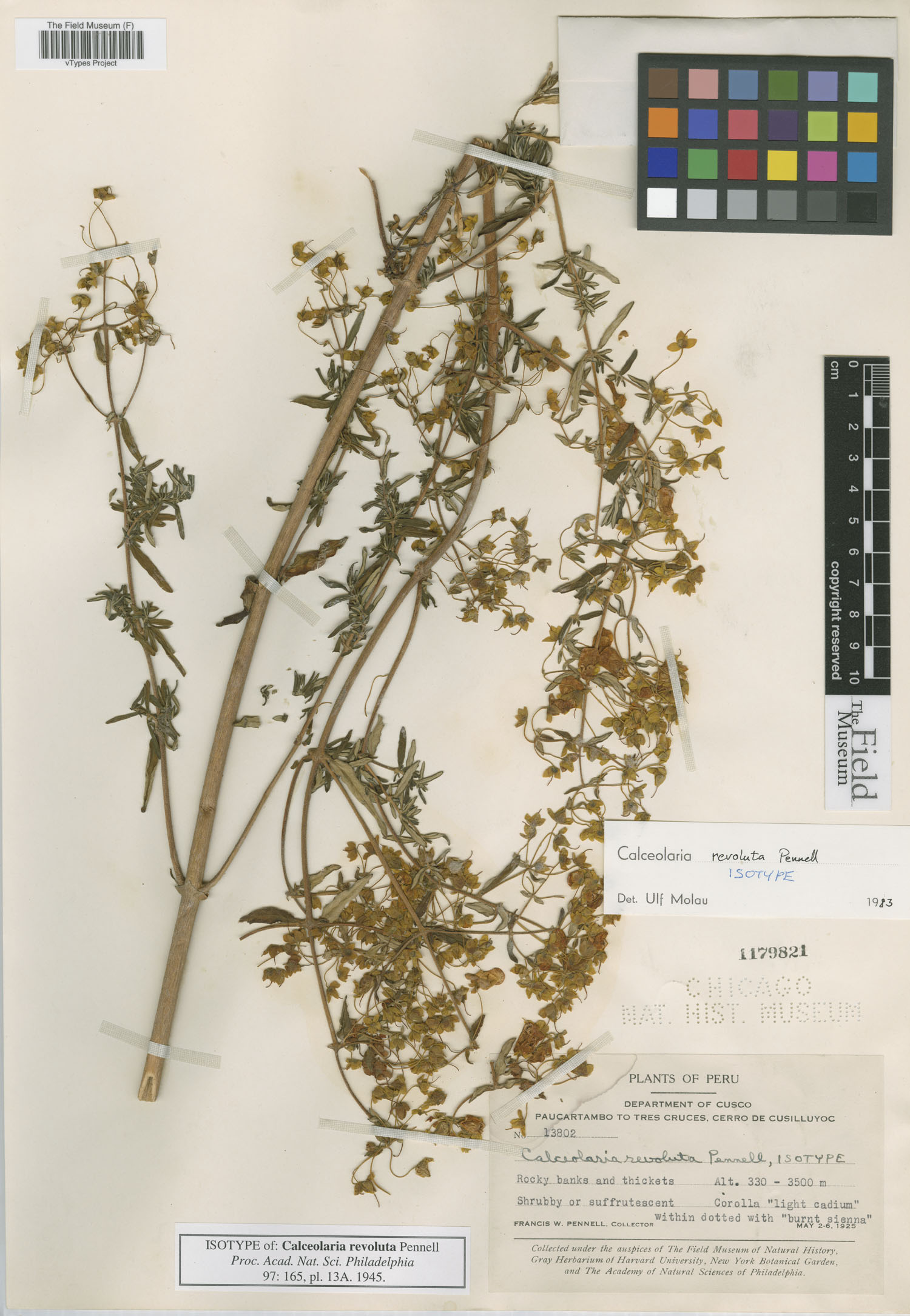 Calceolaria revoluta image