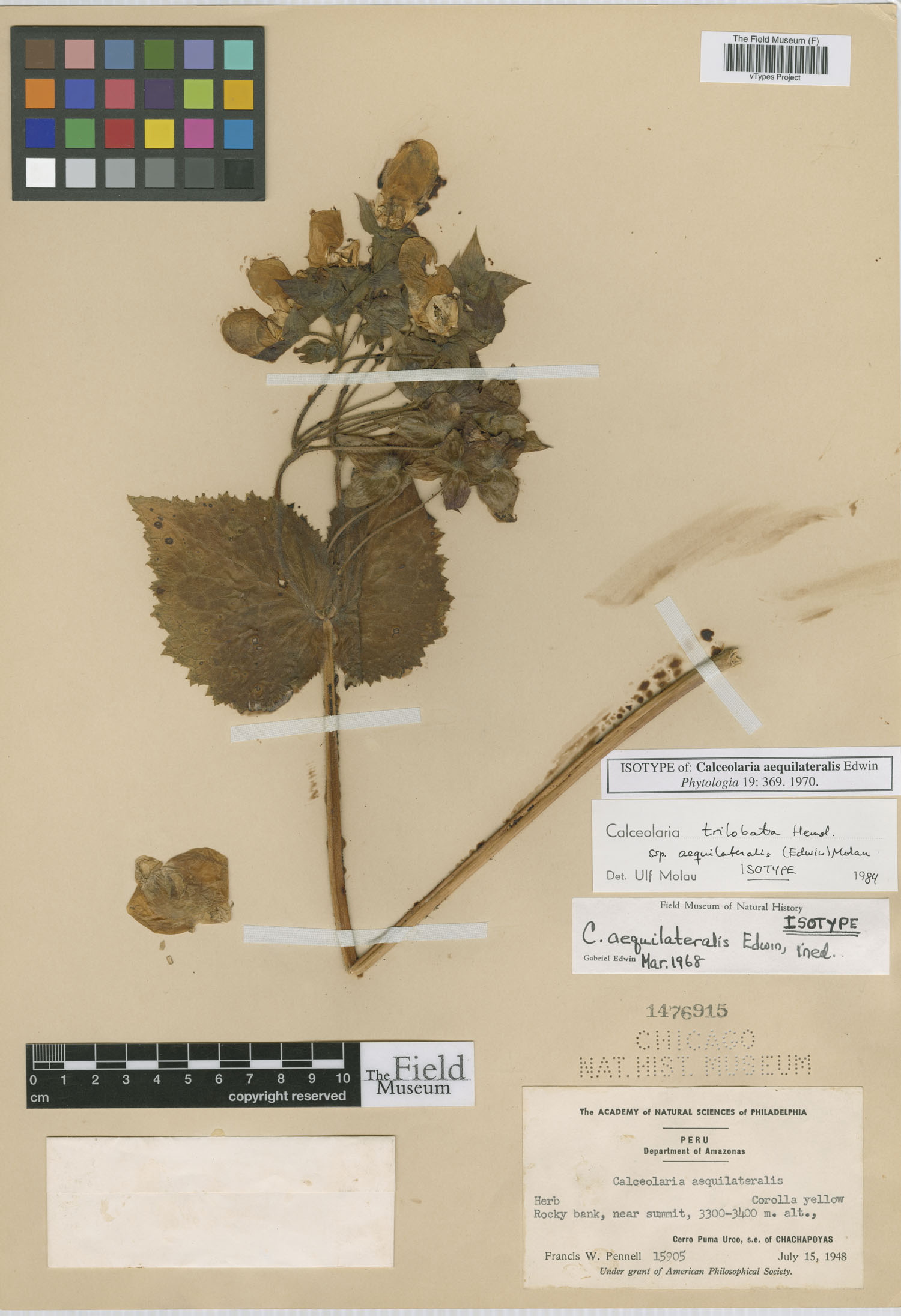 Calceolaria aequilateralis image