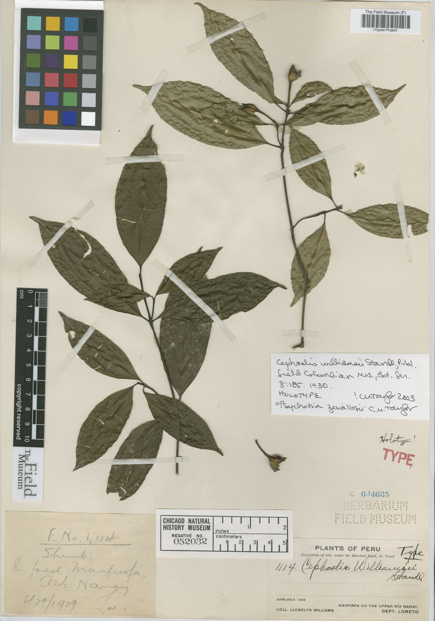 Psychotria zevallosii image