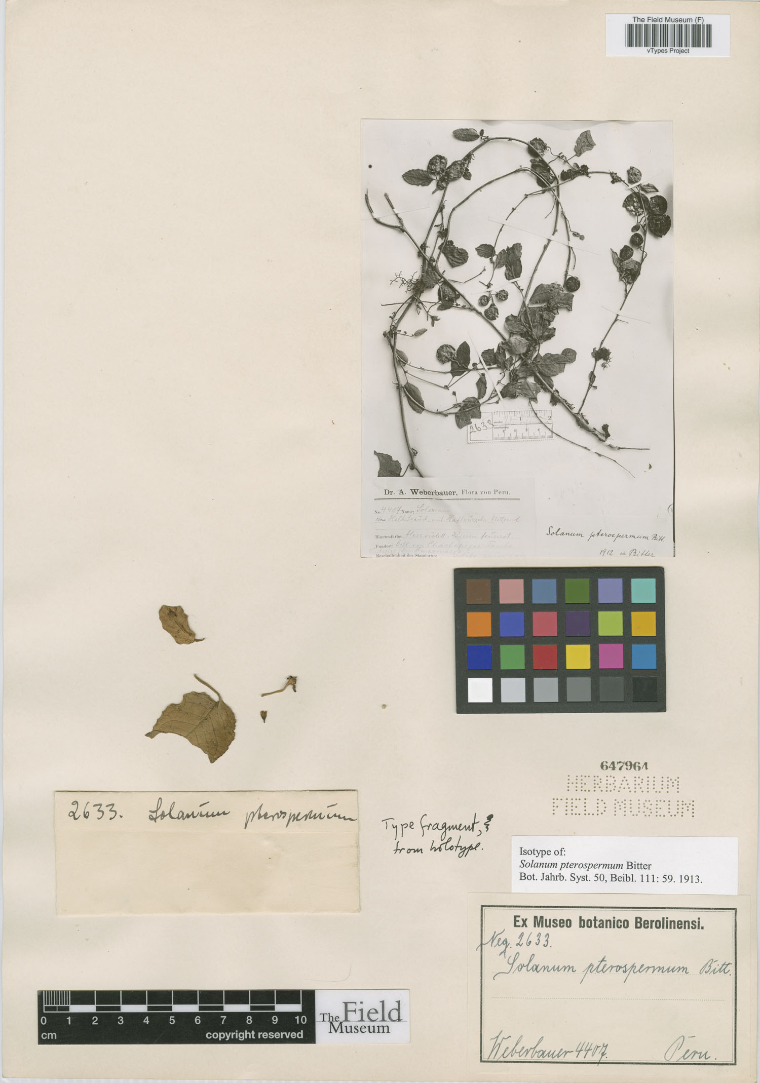 Solanum pterospermum image