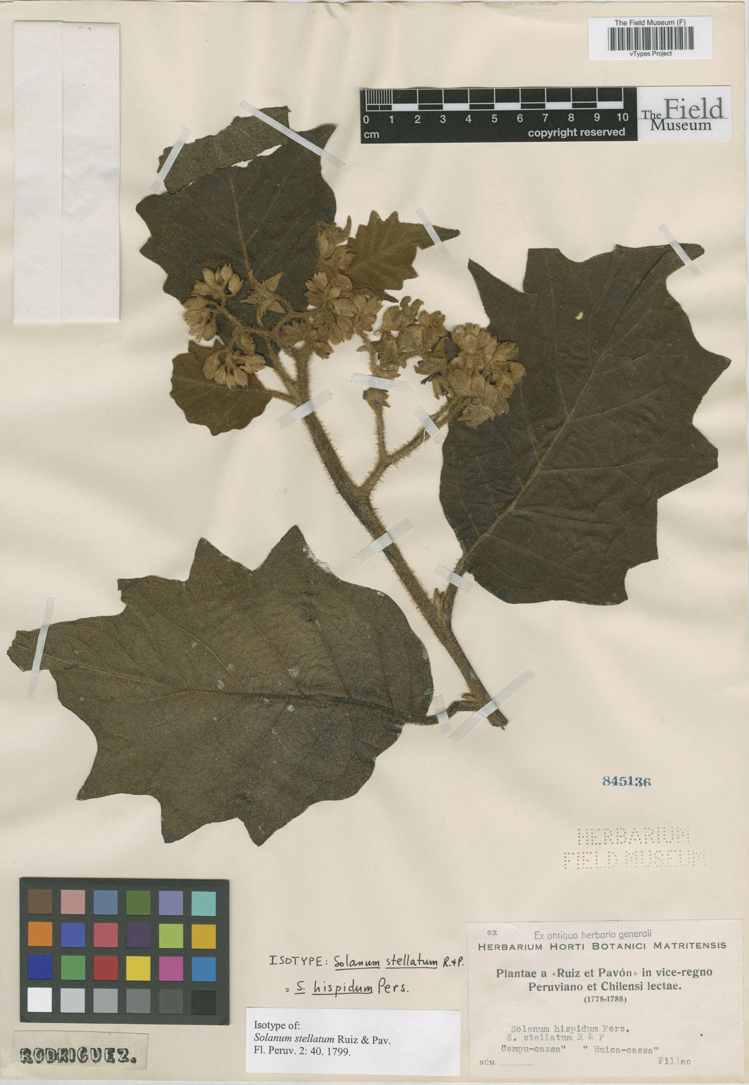 Solanum stellatum image