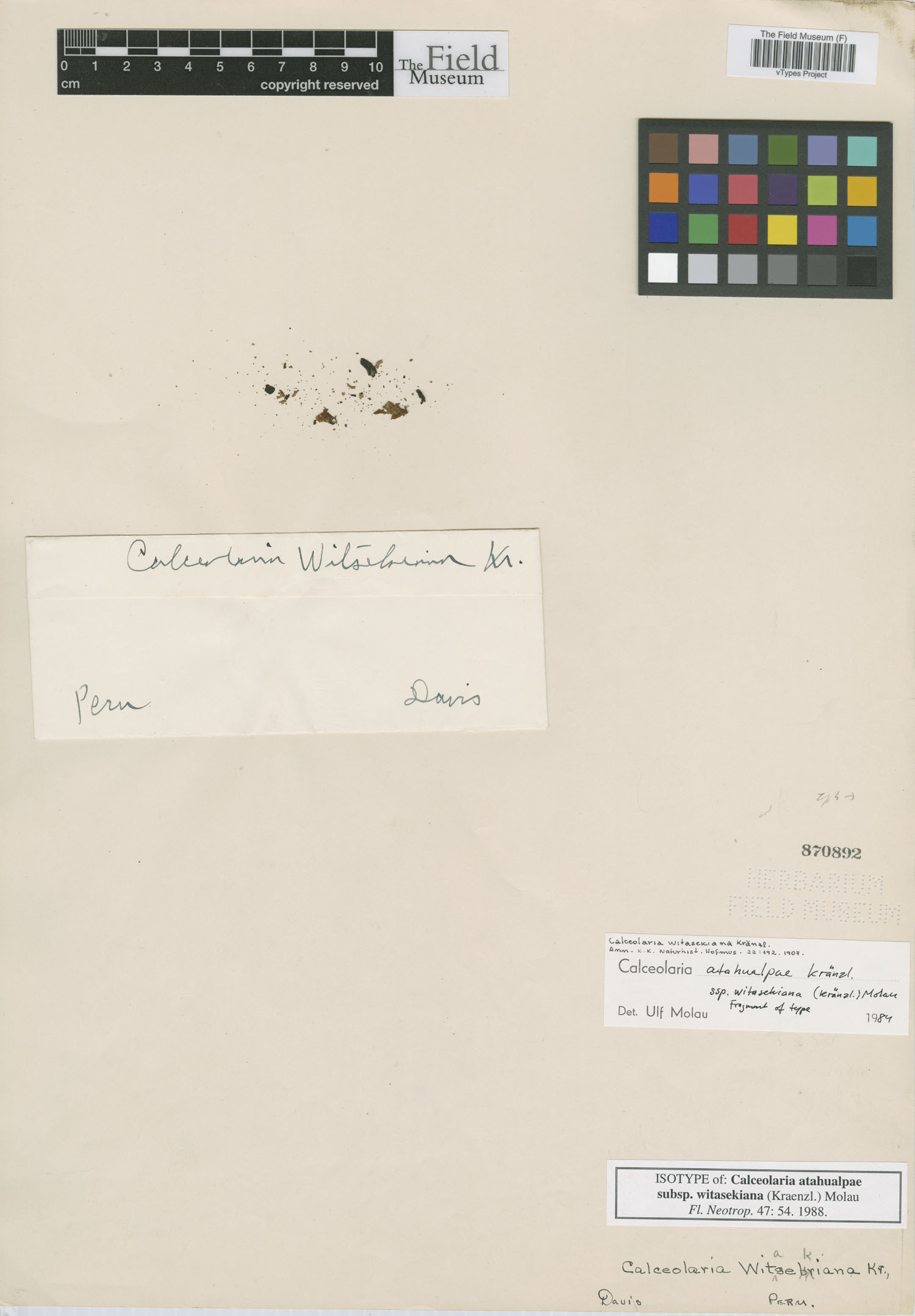 Calceolaria witasekiana image