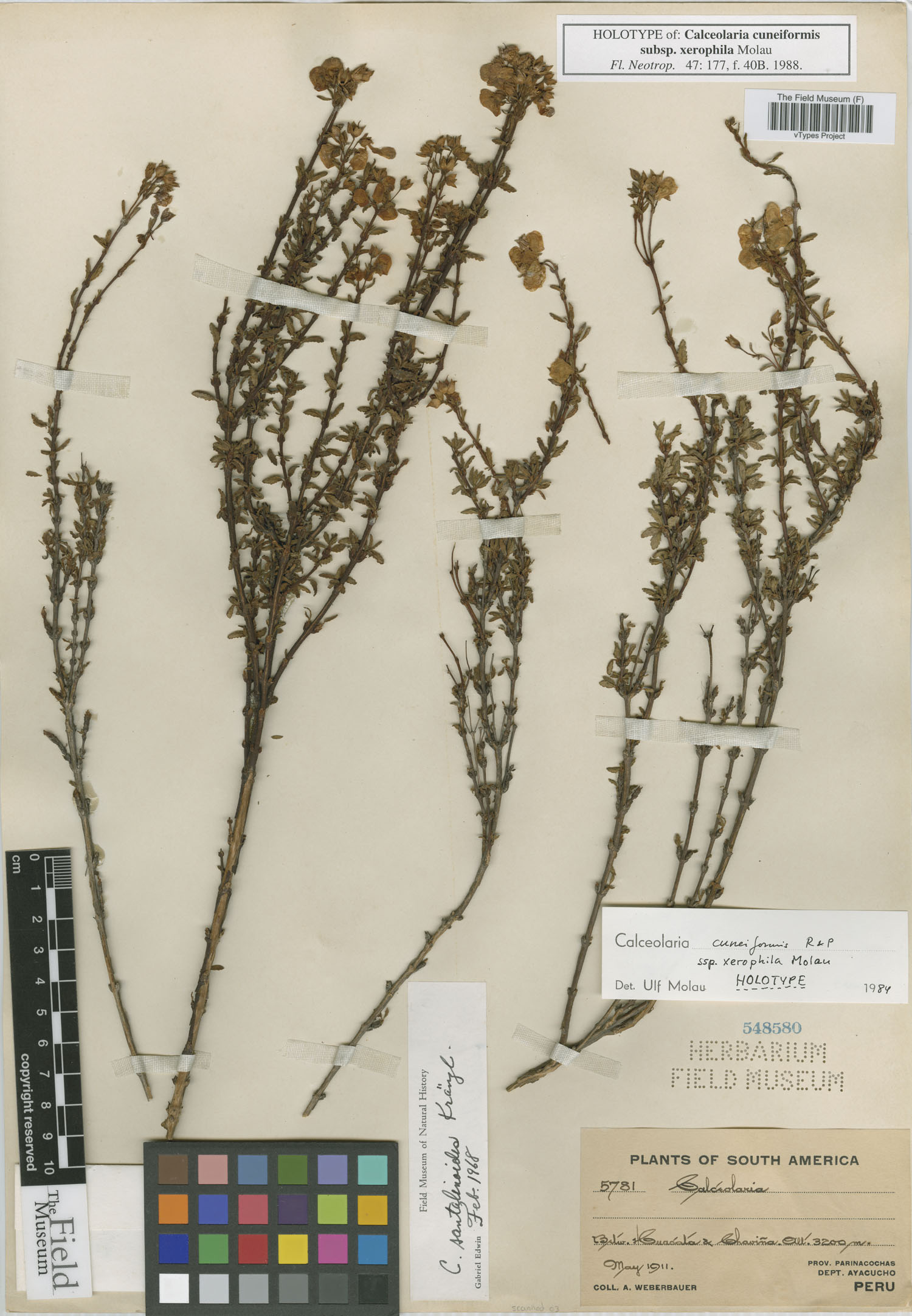 Calceolaria cuneiformis image