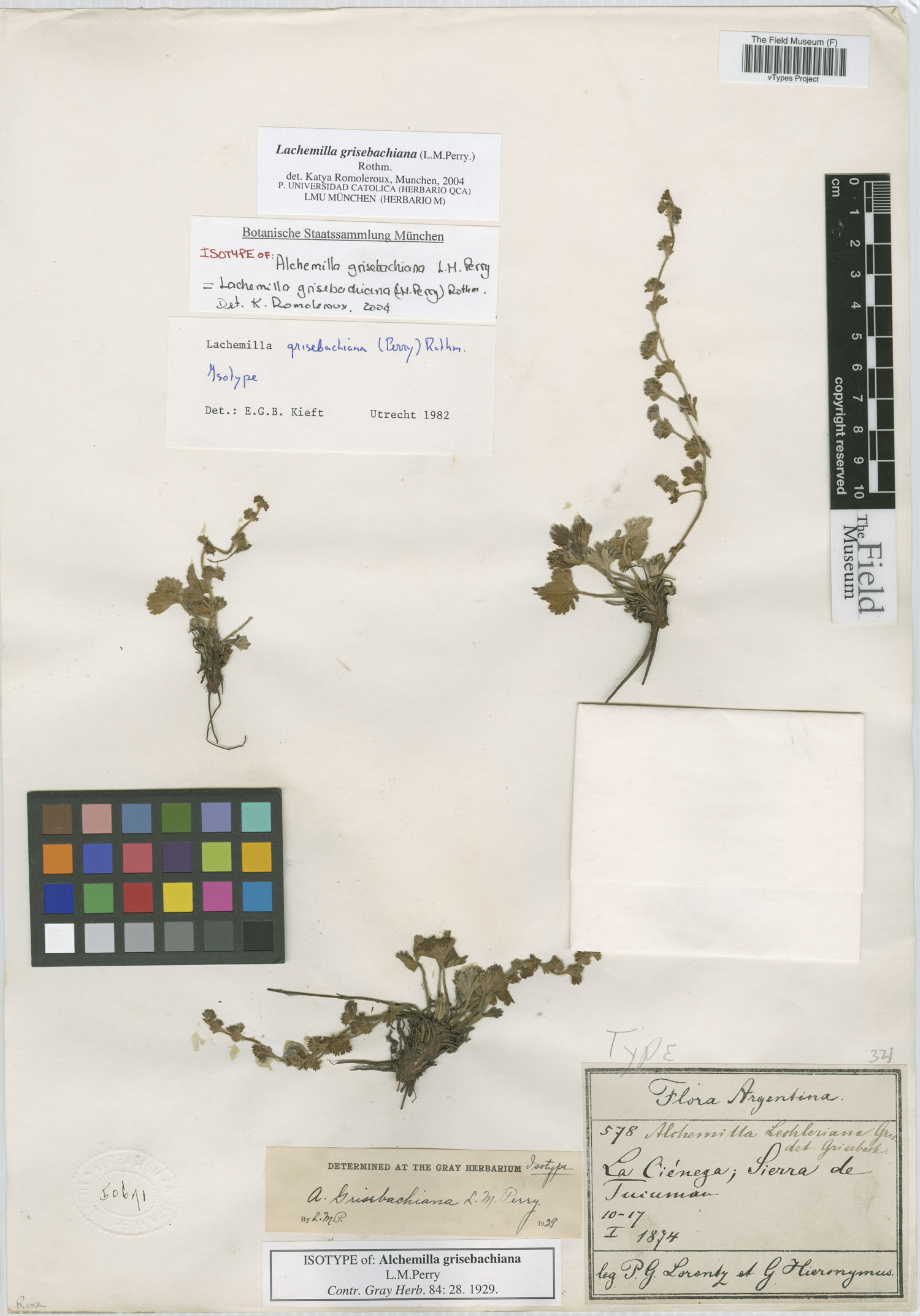 Lachemilla grisebachiana image