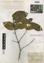 Faramea cardiophylla image