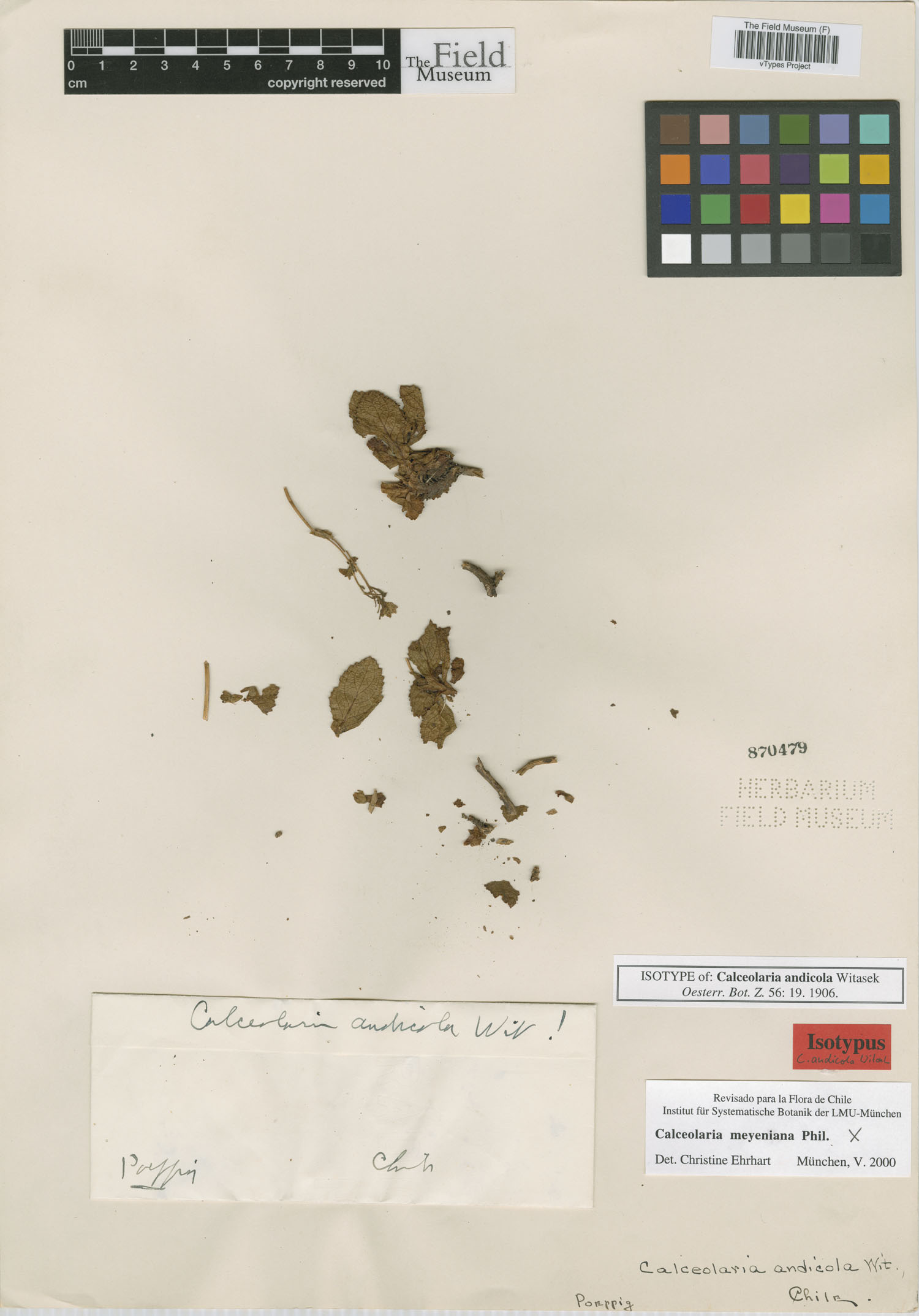 Calceolaria andicola image