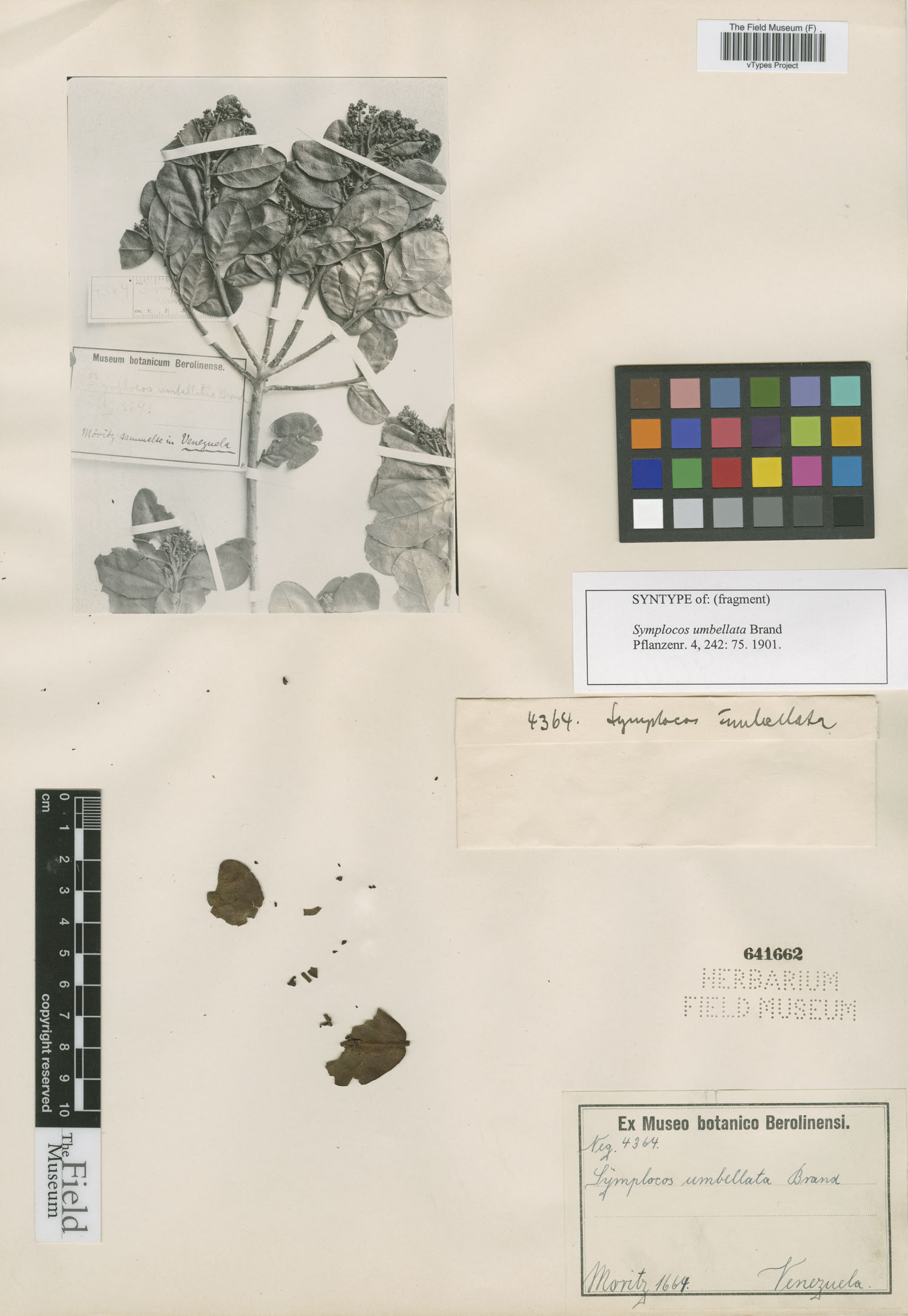 Symplocos umbellata image