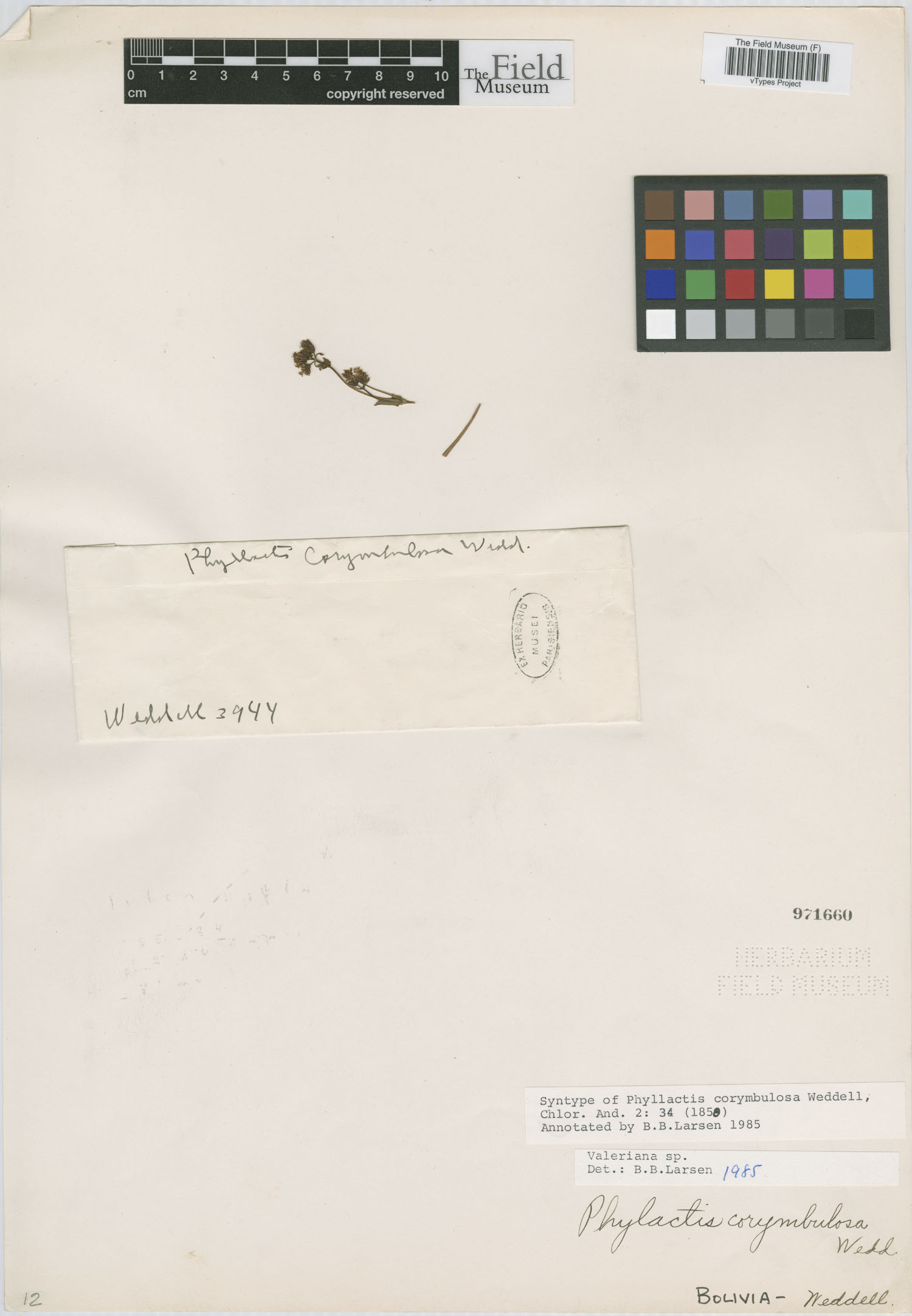 Phyllactis corymbulosa image