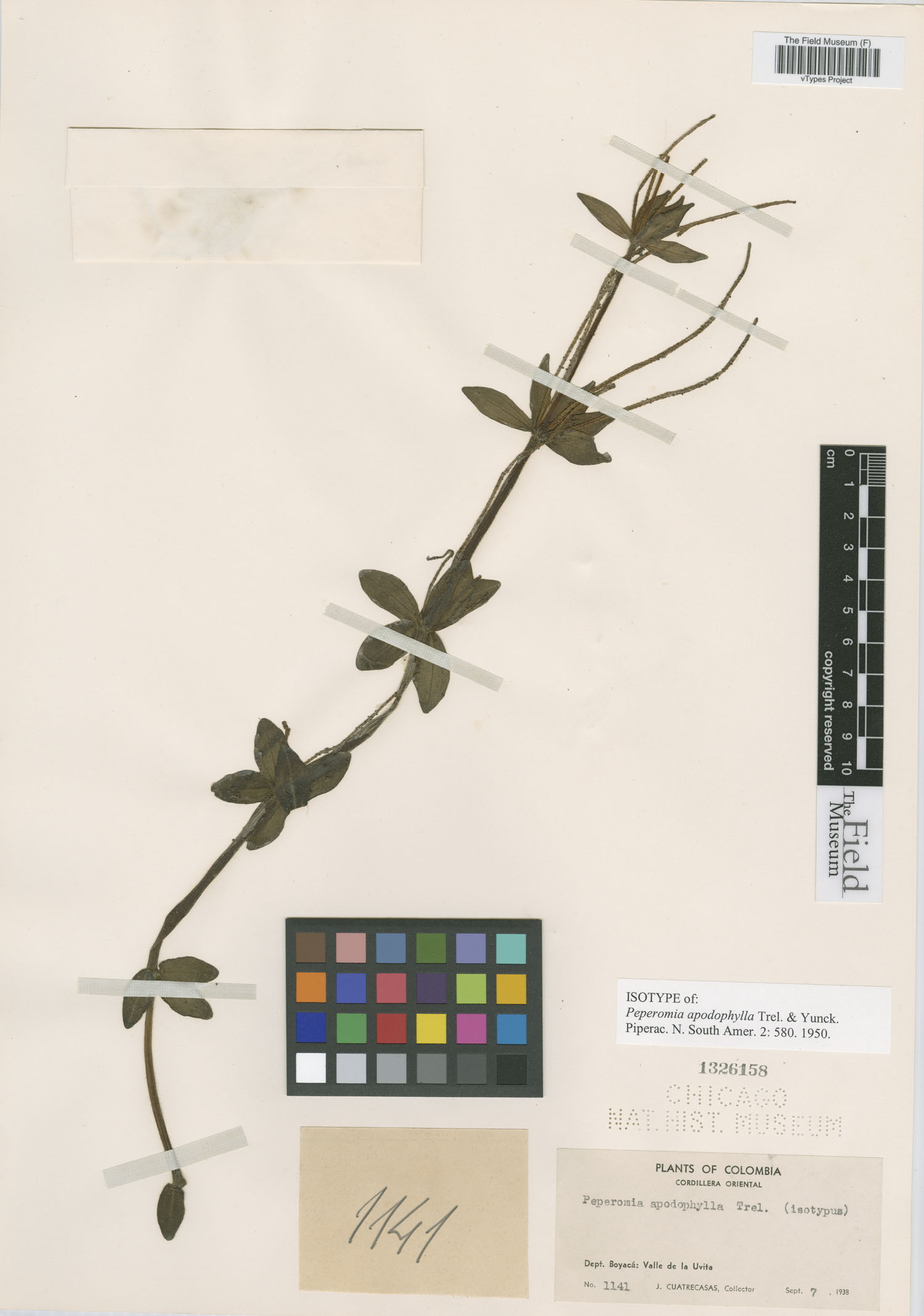 Peperomia apodophylla image