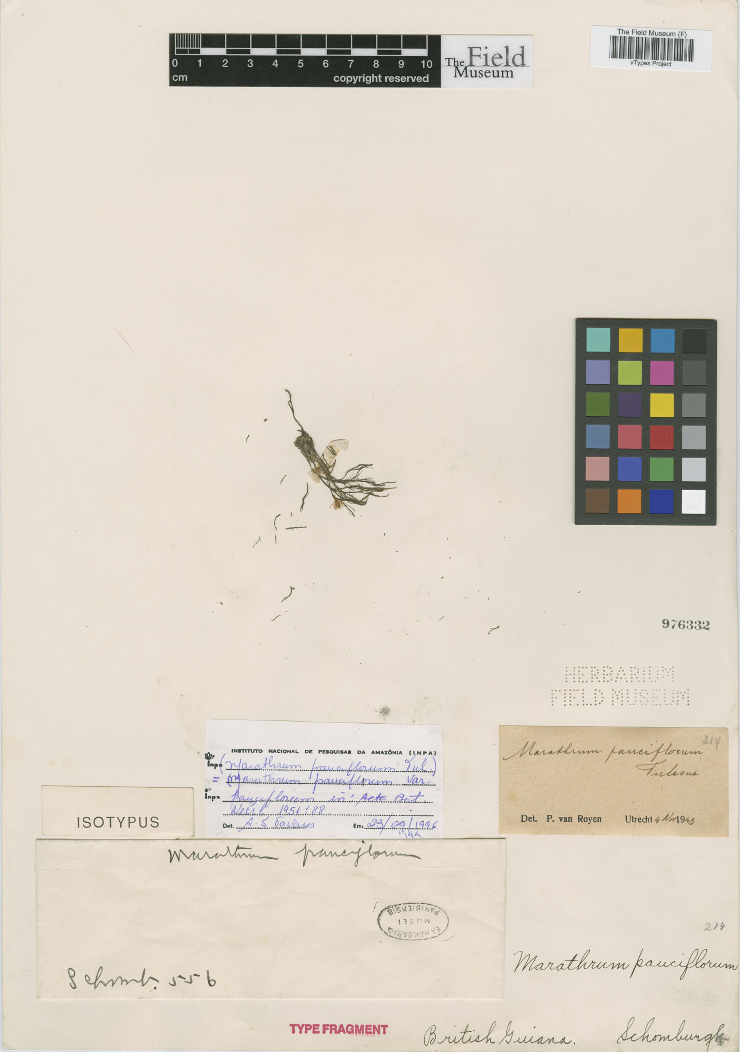 Marathrum pauciflorum image