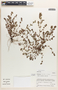 Euphorbia thymifolia image