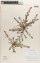 Euphorbia thymifolia image