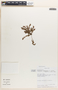 Euphorbia thymifolia image