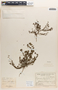 Euphorbia thymifolia image
