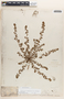 Euphorbia thymifolia image