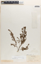 Euphorbia thymifolia image