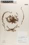 Euphorbia thymifolia image